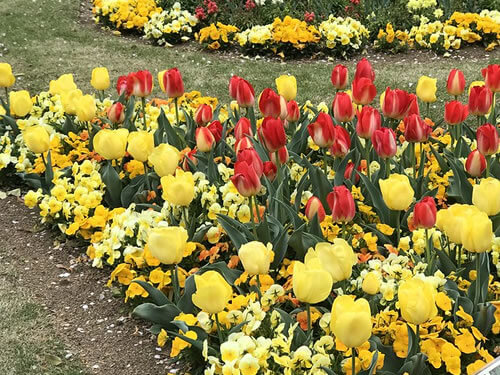 Flower Bed Installation Services Monroe County, Athens, Etowah, Loudon, Madisonville, Sweetwater, Tellico Plains, Vonore, and surrounding areas.