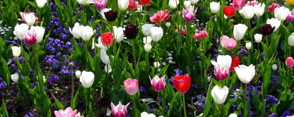 Flower Bed Installation Services